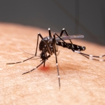 Pharmonline: dengue