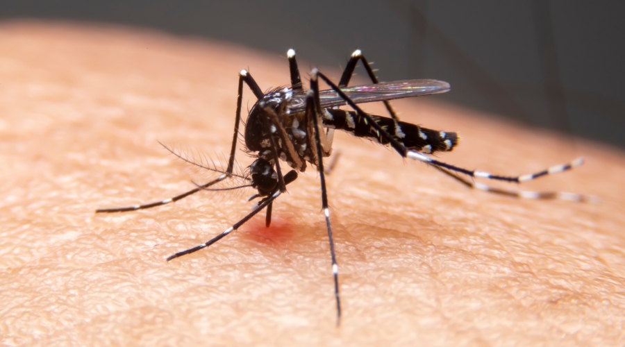 Pharmonline: Denguefieber