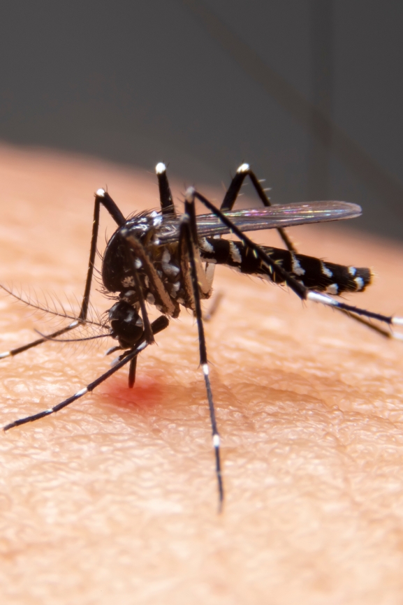 Pharmonline: Denguefieber